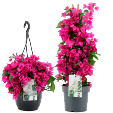 Bougainvillea hangpot
potmaat ø 22 cm
hoogte ca. 55 cm
of piramide
potmaat ø 19 cm
hoogte ca. 70 cm